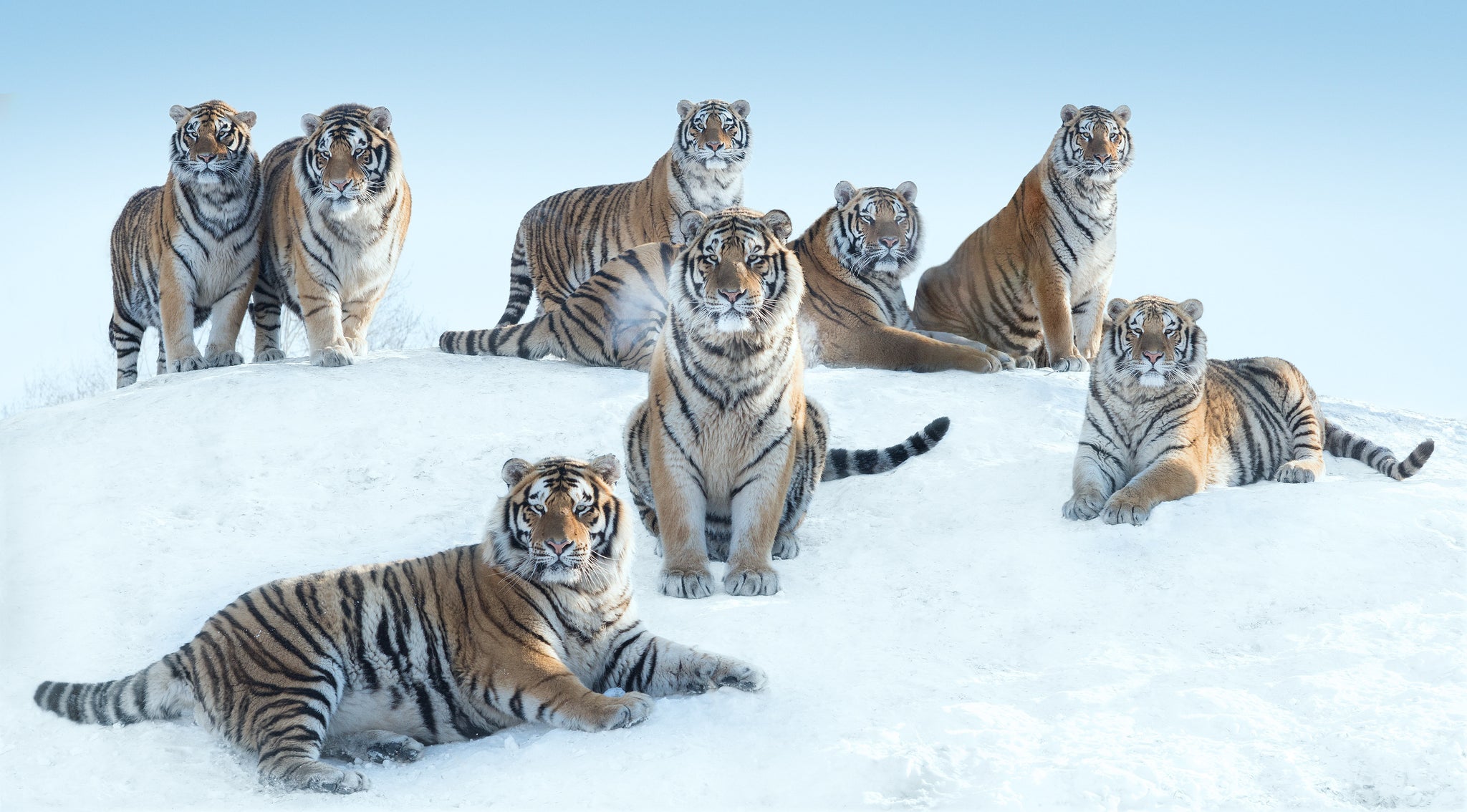 The Siberians by David Yarrow, limited edition photography