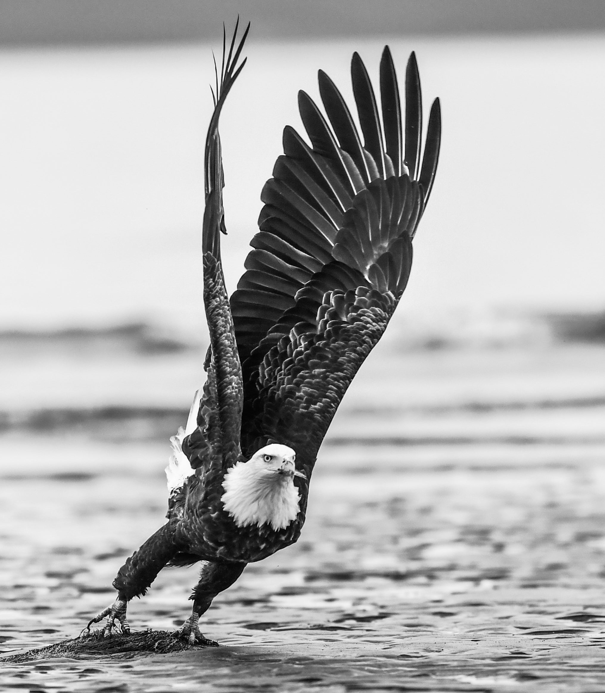Take Off by David Yarrow, limited edition photography