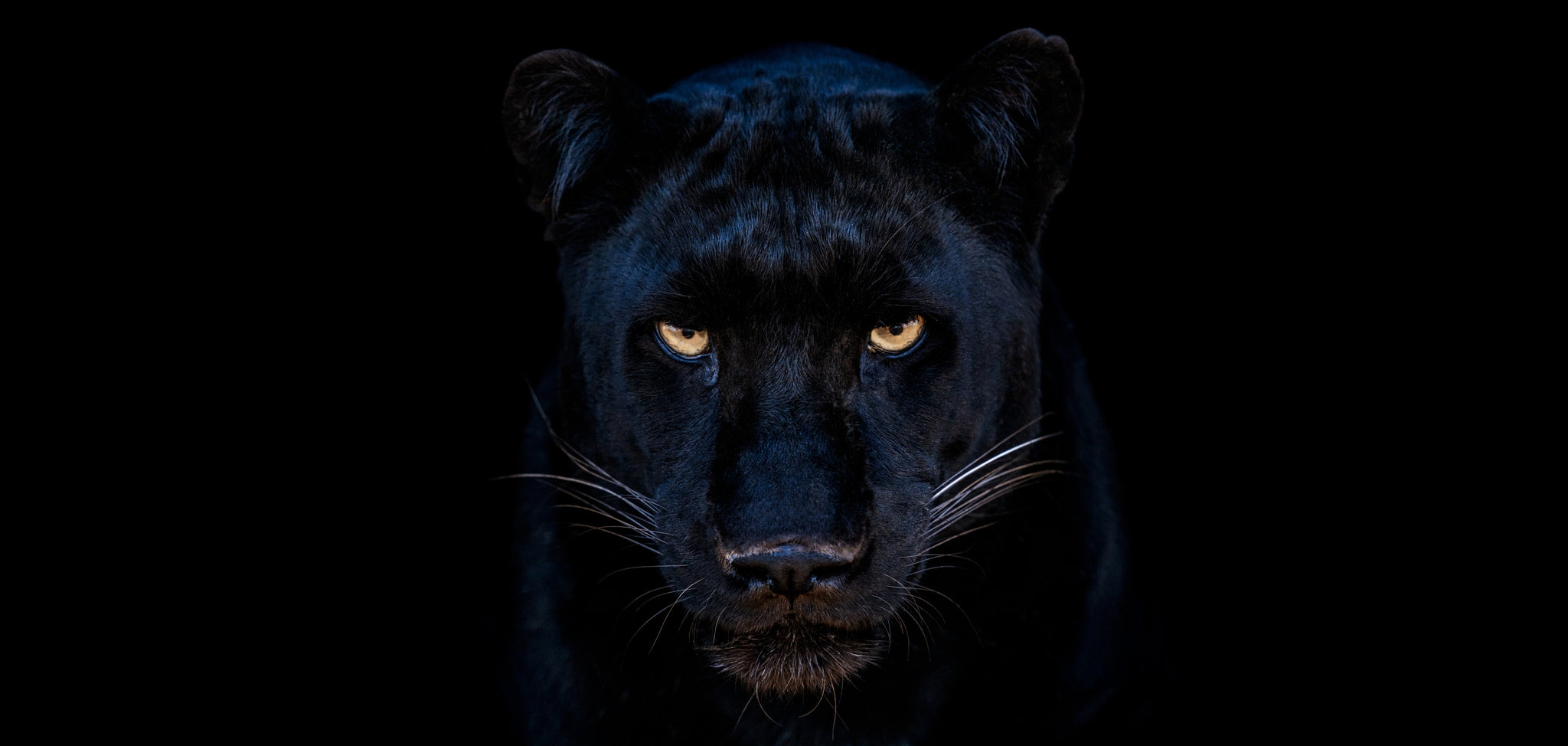 The Black Panther Club (Colour) by David Yarrow, limited edition photography