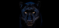 The Black Panther Club (Colour)