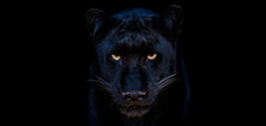 The Black Panther Club (Colour) by David Yarrow, limited edition photography