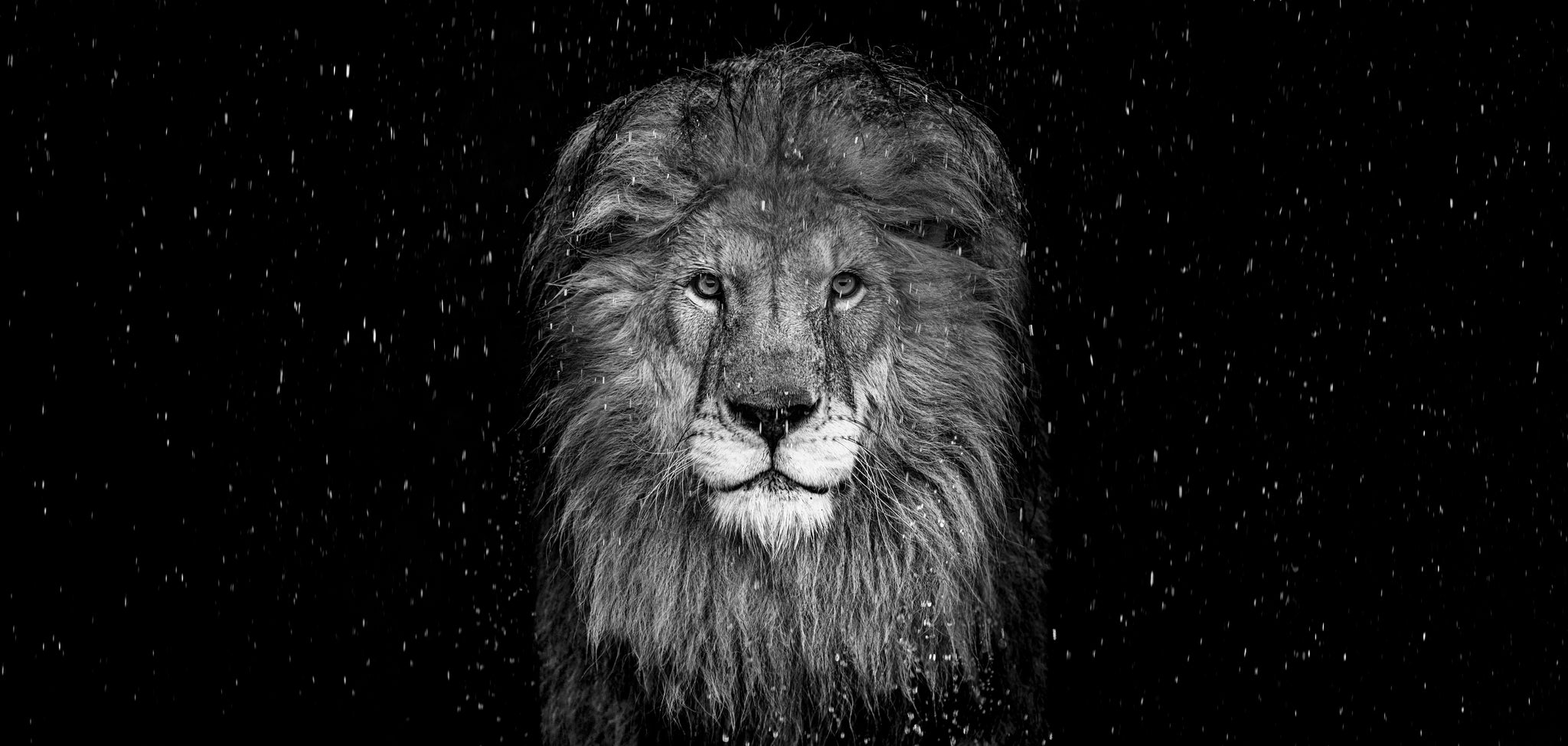 The Lion by David Yarrow, limited edition photography