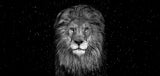 The Lion