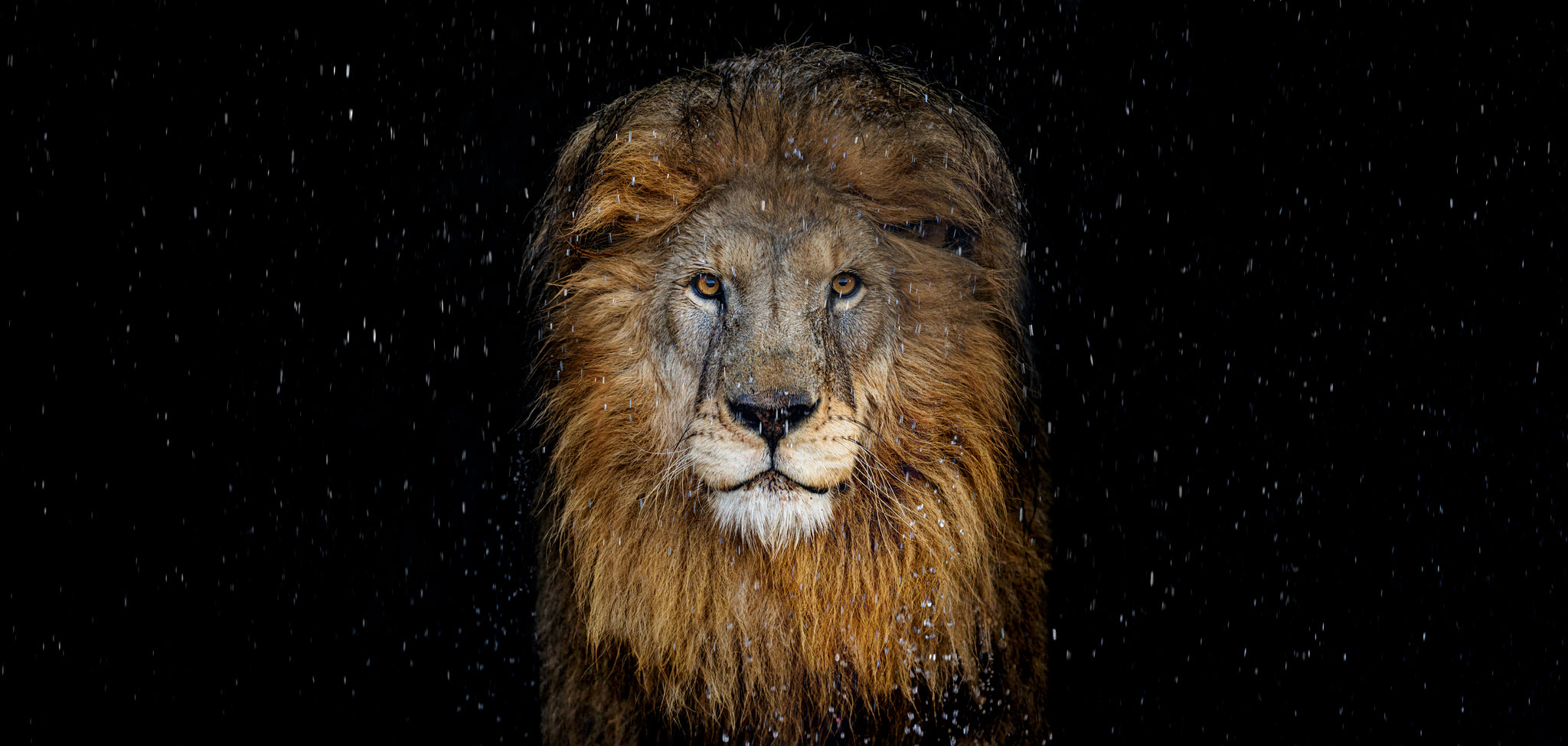The Lion (Colour) by David Yarrow, limited edition photography