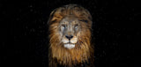 The Lion (Colour)