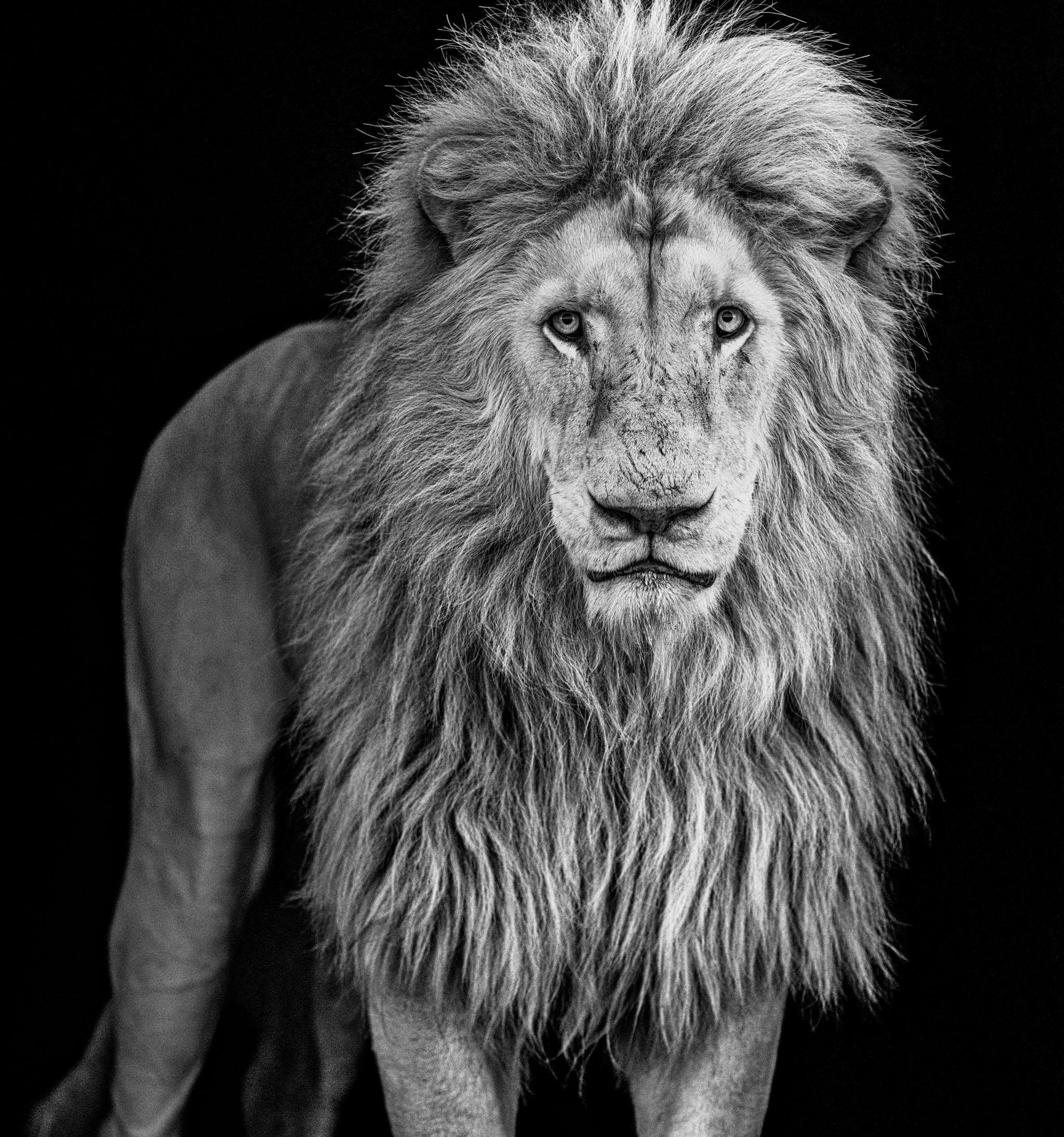 Something's Gotta Give by David Yarrow, limited edition photography