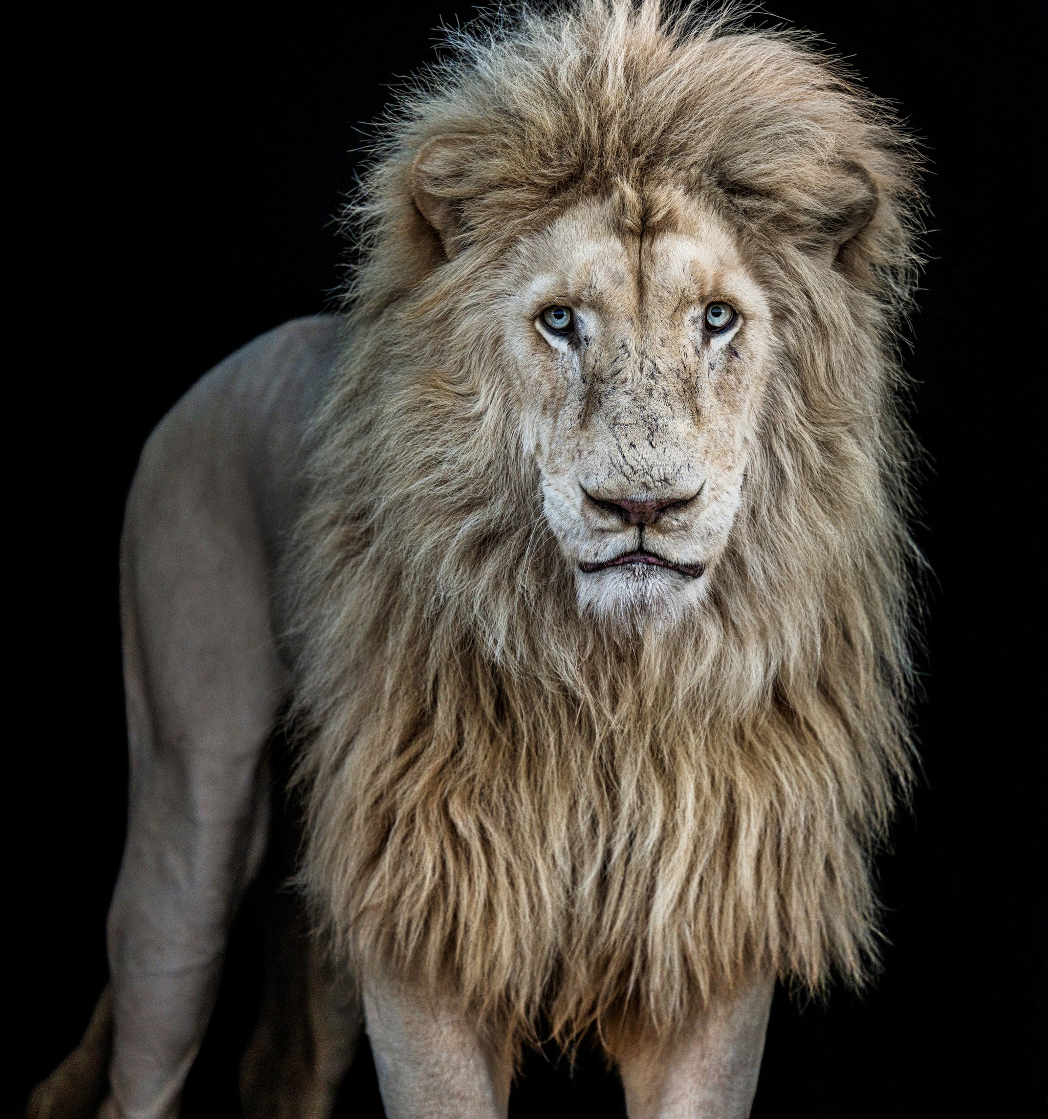 Something's Gotta Give (Colour) by David Yarrow, limited edition photography