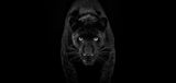 Black Magic
