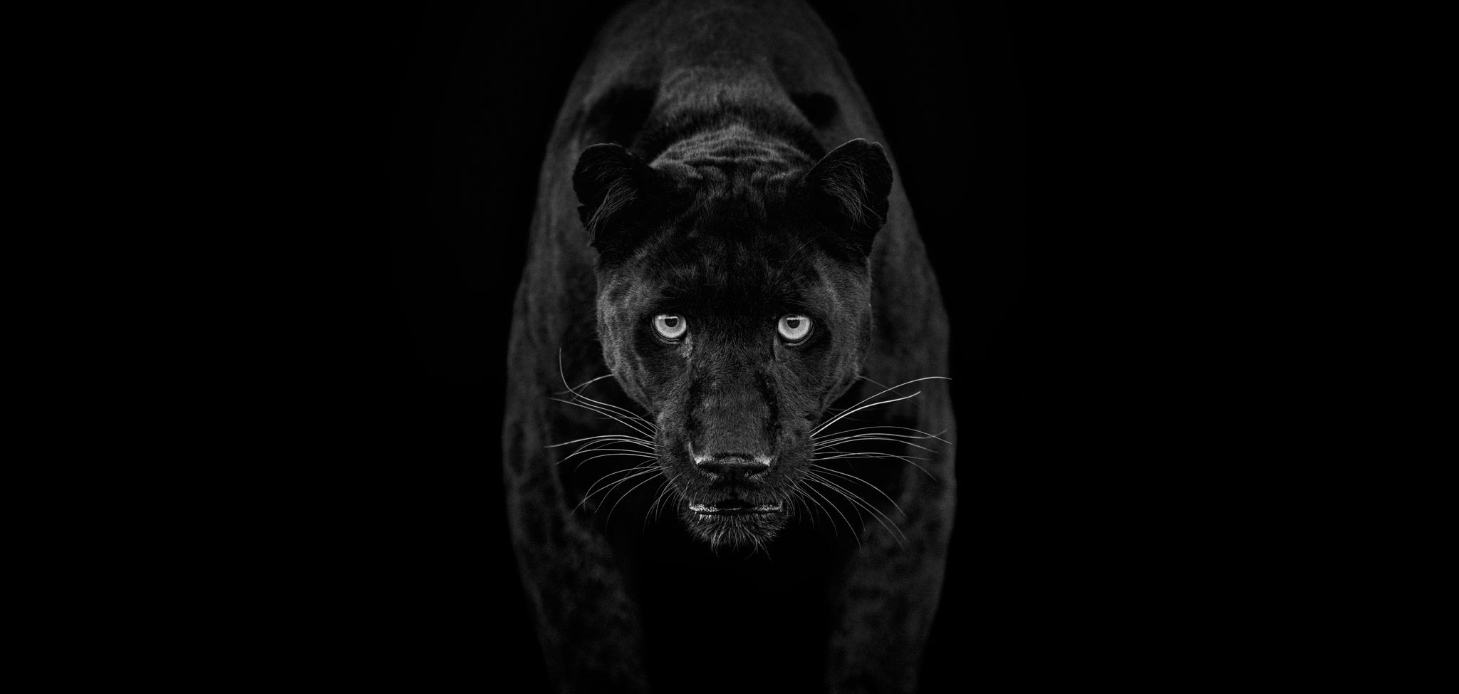 Black Magic by David Yarrow, limited edition photography