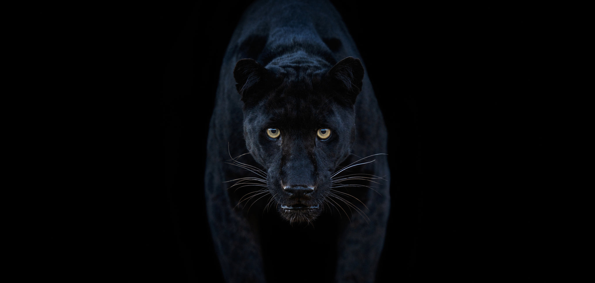 Black Magic (Colour) by David Yarrow, limited edition photography