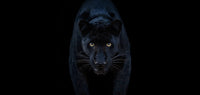 Black Magic (Colour)