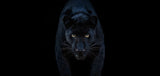 Black Magic (Colour)
