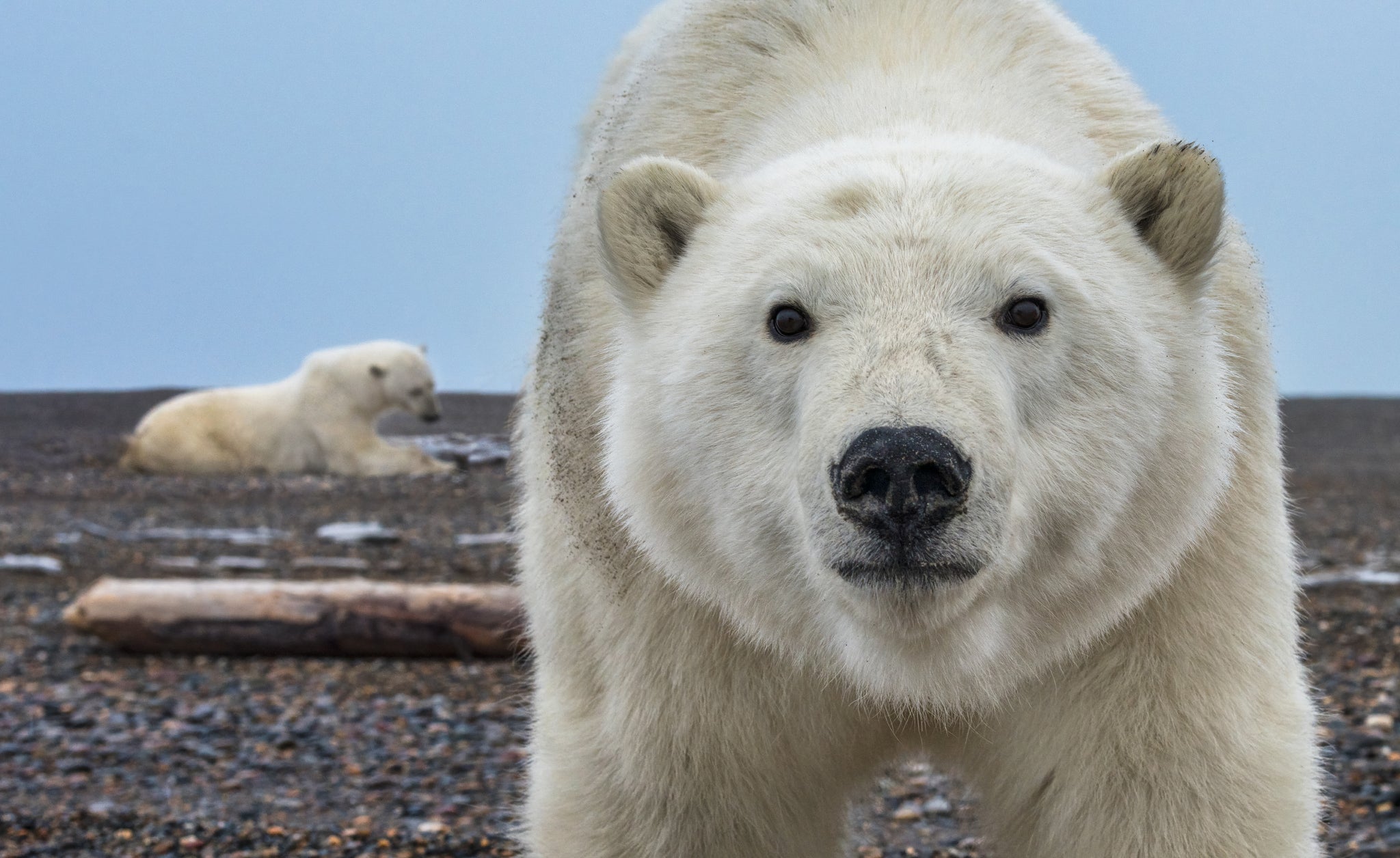 Hello (Colour) by David Yarrow, limited edition photography