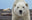 Hello (Colour) by David Yarrow, limited edition photography