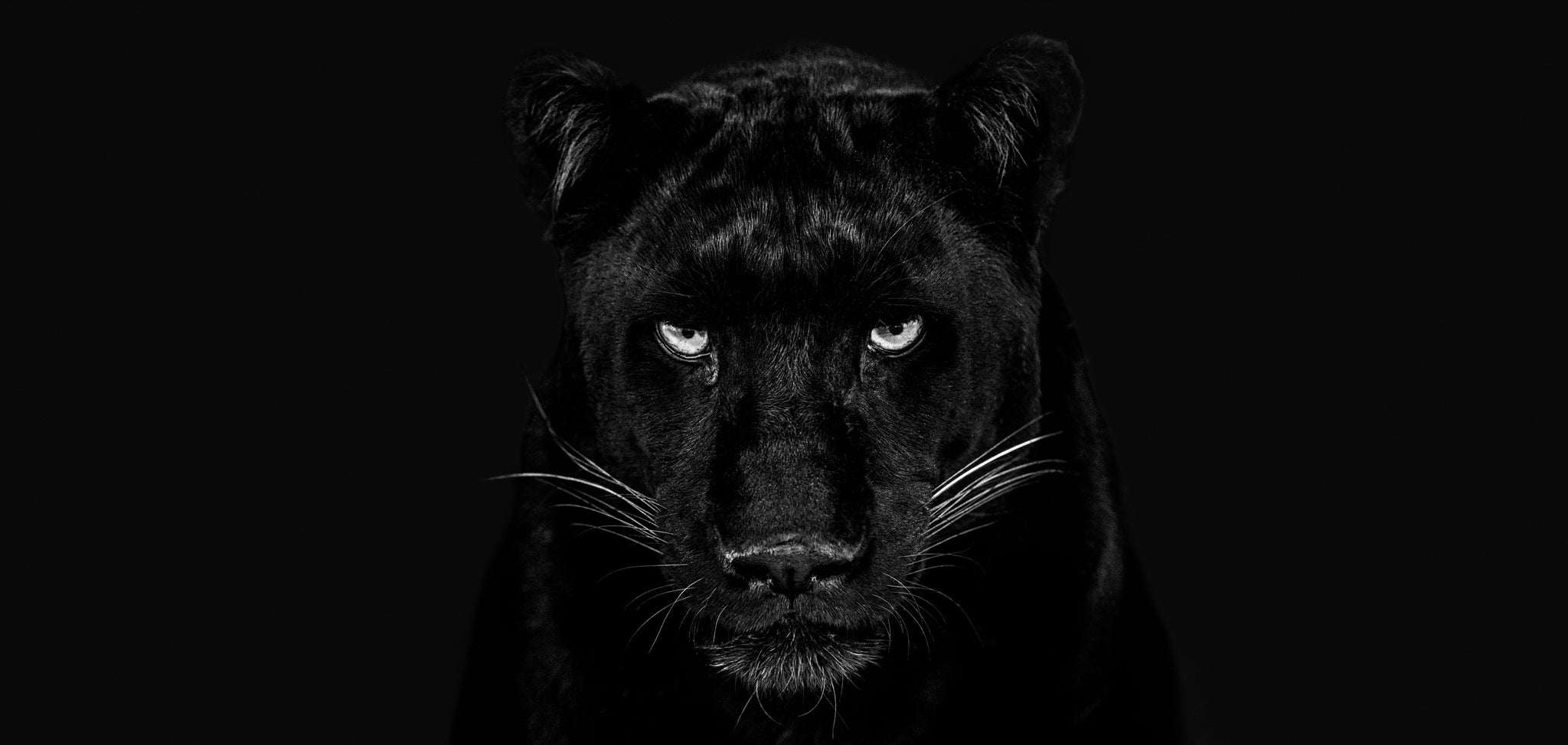 The Black Panther Club  by David Yarrow, limited edition photography