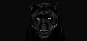 The Black Panther Club