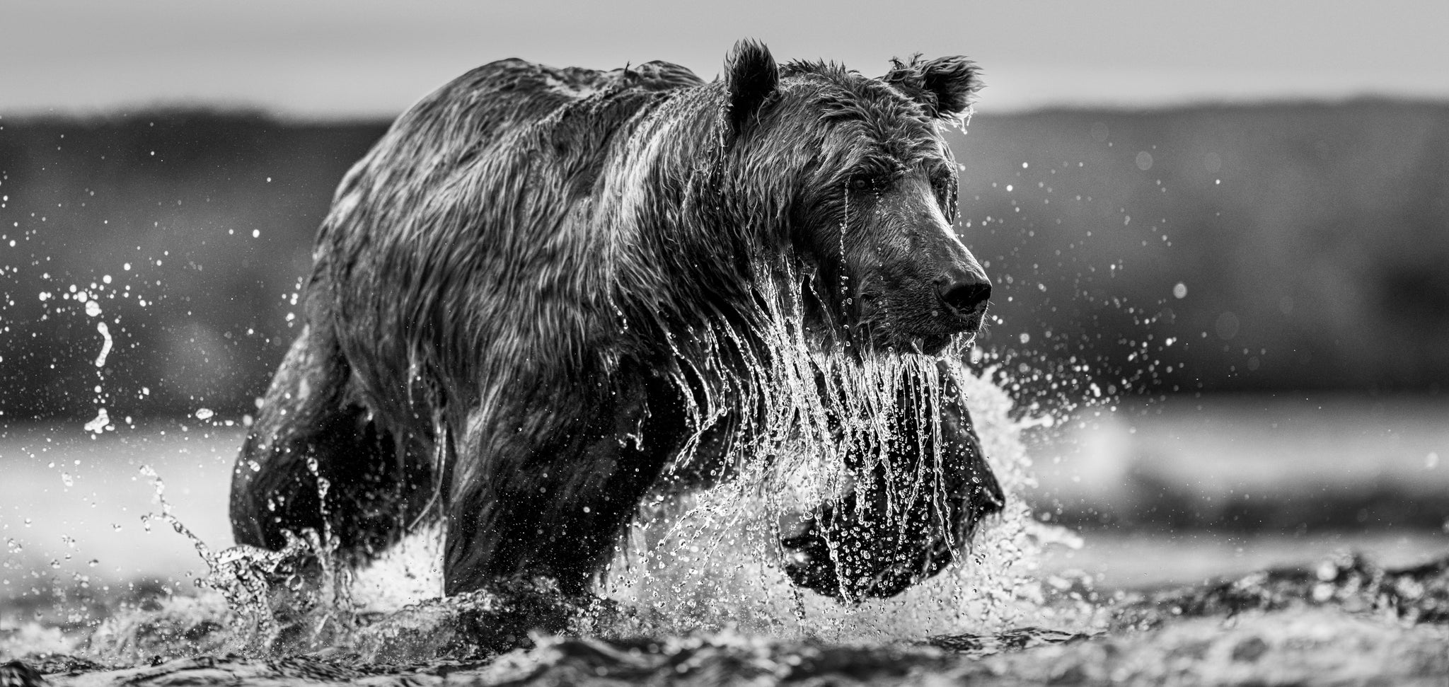The Salmon Run by David Yarrow, limited edition photography