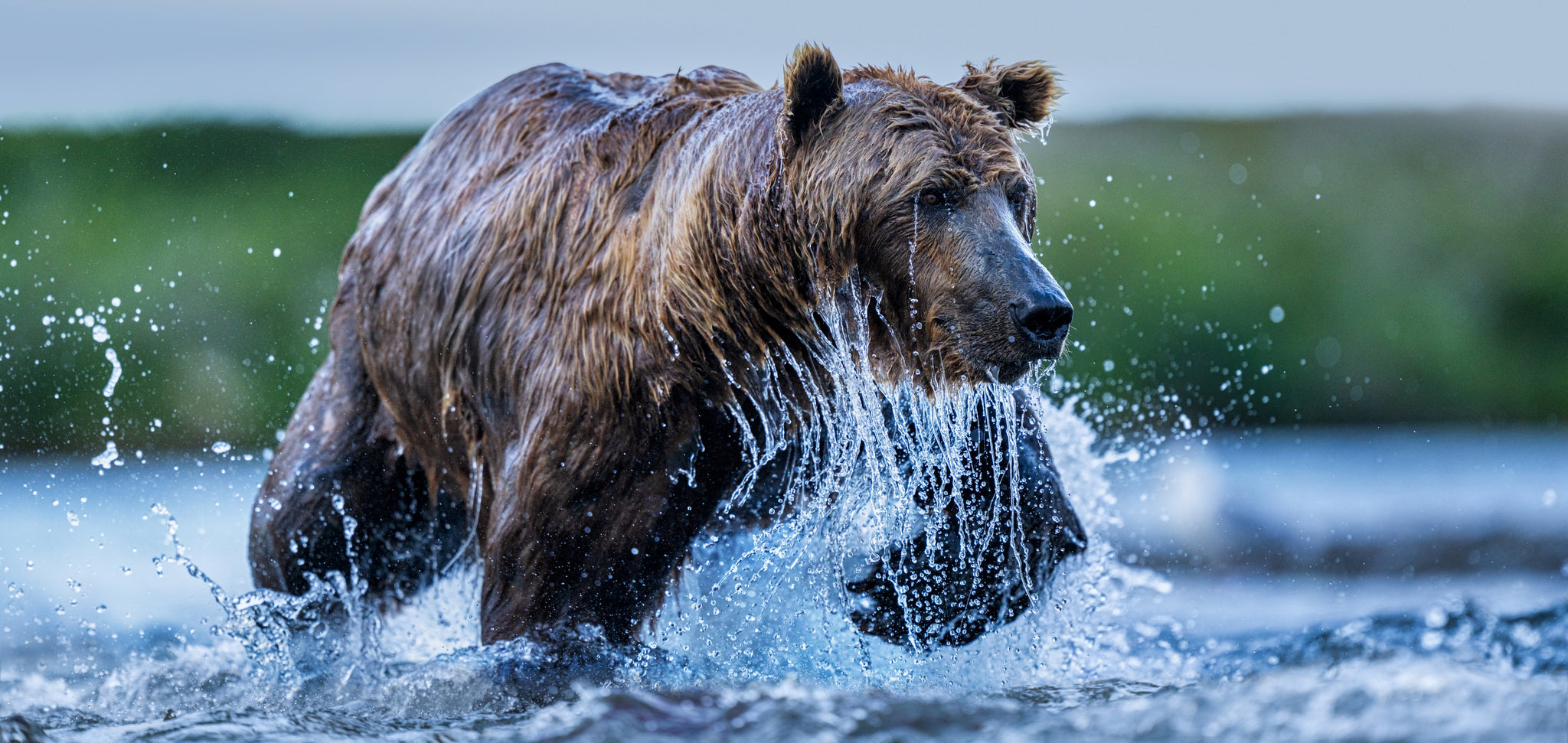 The Salmon Run (Colour) by David Yarrow, limited edition photography