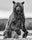 Backcountry by David Yarrow, limited edition photography