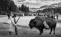 Bison Dechambeau