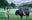 Bison Dechambeau (Colour) by David Yarrow, limited edition photography