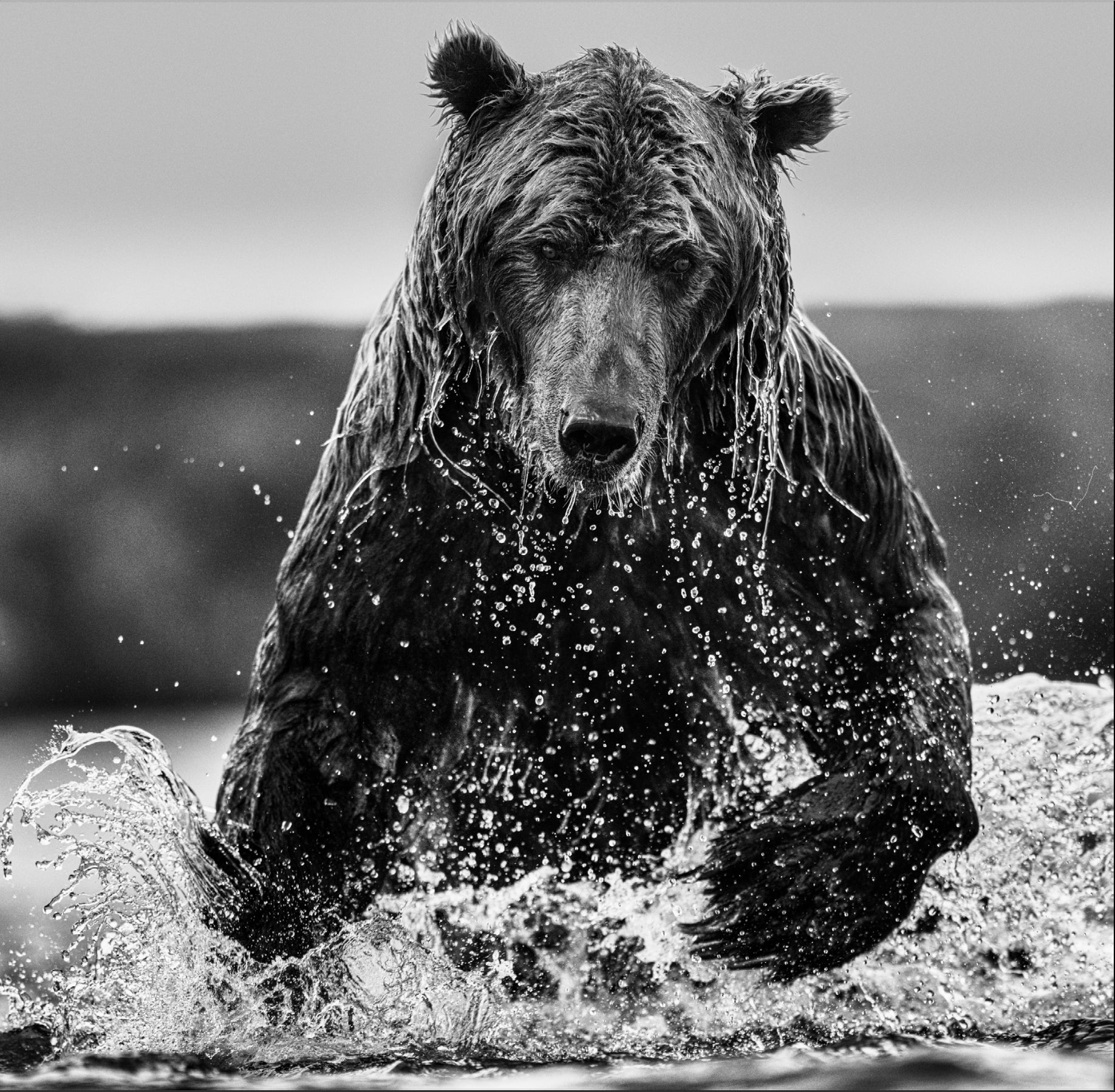Gone Fishing by David Yarrow, limited edition photography