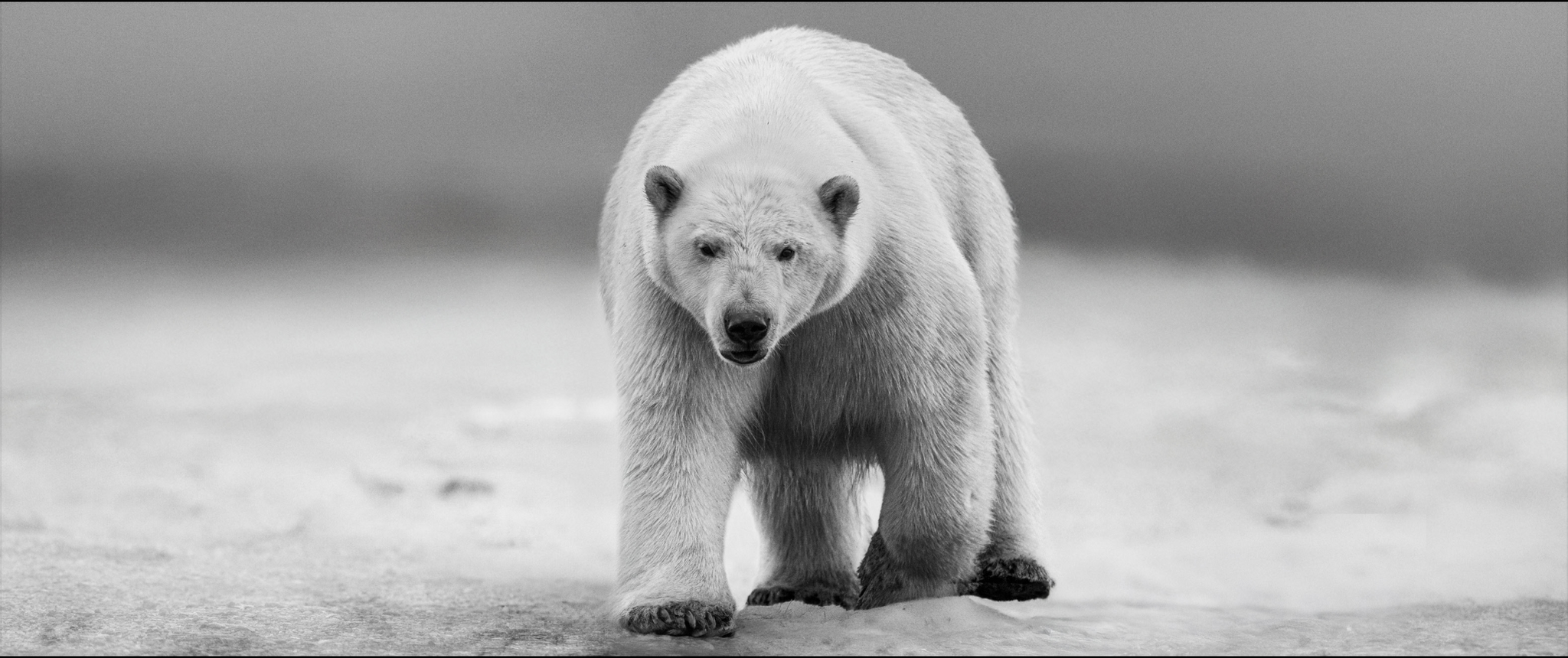 No Time to Kill by David Yarrow, limited edition photography