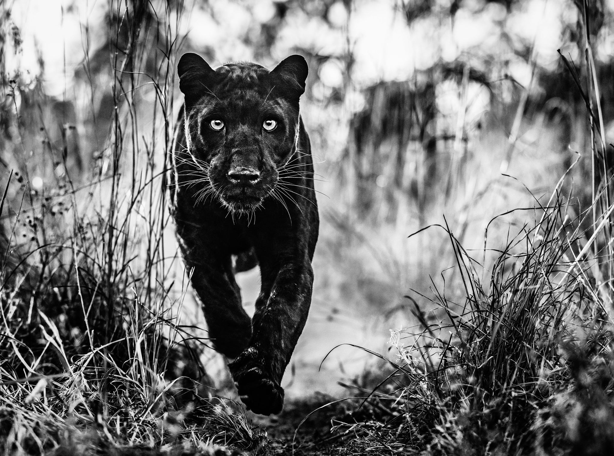 The Black Panther Returns by David Yarrow, limited edition photography