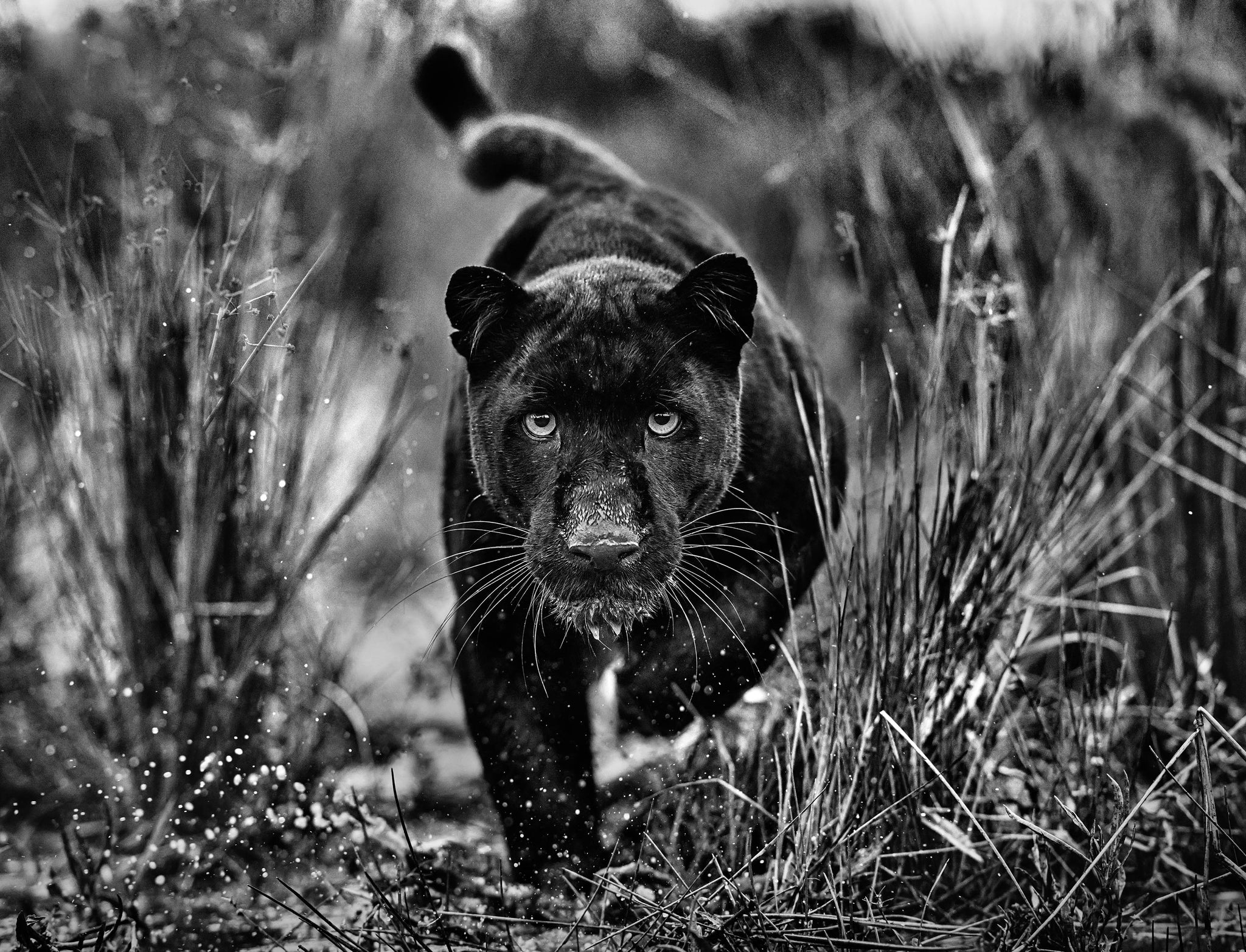 Black Panther Tales by David Yarrow, limited edition photography