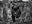 Black Panther Tales by David Yarrow, limited edition photography