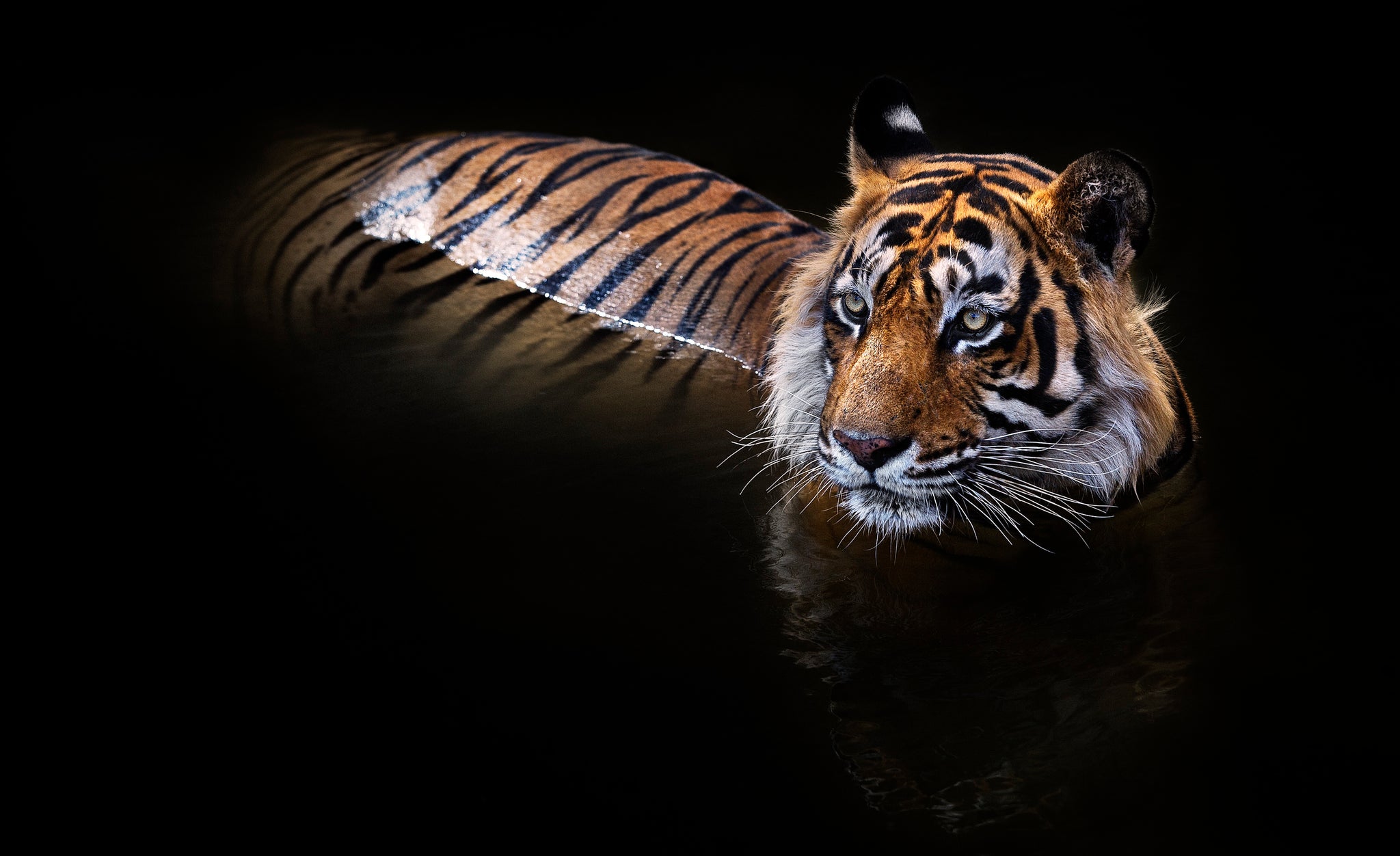 The Killer (Colour) by David Yarrow, limited edition photography