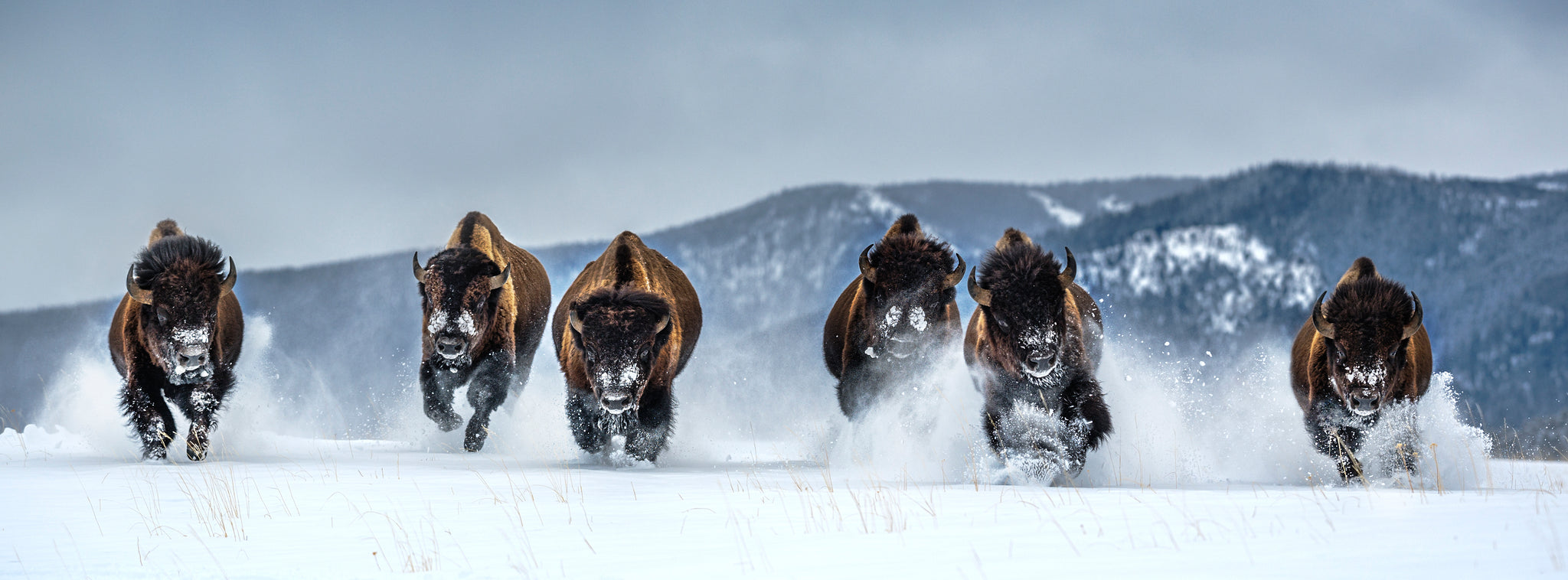 The Bills (Colour) by David Yarrow, limited edition photography