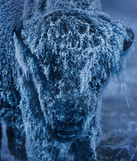 25 Degrees Below (Colour)