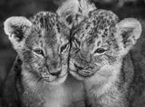 The Cubs