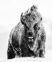 The Beast by David Yarrow, limited edition photography