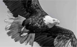 American Eagle