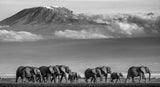 Walk The Line II