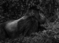 The Silverback
