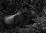 The Silverback