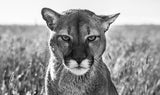 Smokey The Mountain Lion