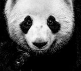 Kung Fu Panda