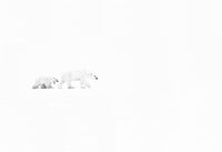 White Out