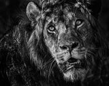Simba