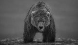 Bearish II