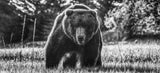 Beware of the Bear