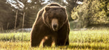 Beware of the Bear (Colour)