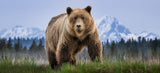 Cocaine Bear (Colour)