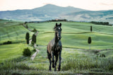 Maximus (Colour)