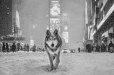 Times Square