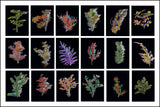 The Sparkling Alps Icons Nr. 14 - Spiny Plants of the Alps